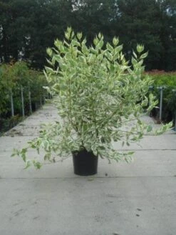 Bonte Kornoelje (Cornus Alba 'Elegantissima') -Aanbiedingen Groene Hekken Winkel 20130214103242 3