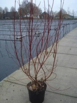 Bonte Kornoelje (Cornus Alba 'Elegantissima') -Aanbiedingen Groene Hekken Winkel 20130214103250 3