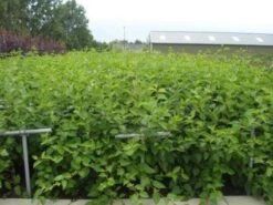 Kornoelje (Cornus Alba 'Sibirica') -Aanbiedingen Groene Hekken Winkel 20130214103528 6 1