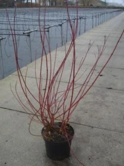 Kornoelje (Cornus Alba 'Sibirica') -Aanbiedingen Groene Hekken Winkel 20130214103537 6