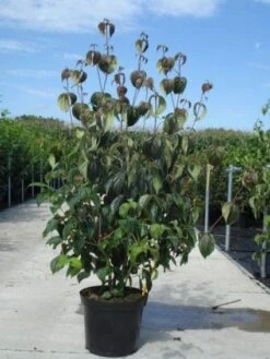 Kornoelje (Cornus Kousa 'China Girl') 27 Kornoelje (Cornus Kousa 'China Girl') -Aanbiedingen Groene Hekken Winkel 20130214104328 8 2