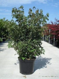 Japanse Kornoelje (Cornus Kousa) -Aanbiedingen Groene Hekken Winkel 20130214105009 24 12 12 1
