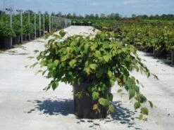 Schijnhazelaar (Corylopsis Pauciflora)