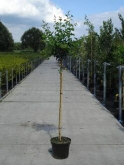 Rode Meidoorn (Crataegus Laevigata 'Paul's Scarlet') -Aanbiedingen Groene Hekken Winkel 20130214111804 14 1