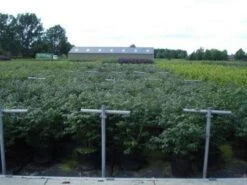 Kardinaalshoed (Euonymus Alatus 'Compactus') 23 Kardinaalshoed (Euonymus Alatus 'Compactus') -Aanbiedingen Groene Hekken Winkel 20130214112611 12