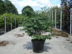 Kardinaalshoed (Euonymus Alatus 'Compactus') 22 Kardinaalshoed (Euonymus Alatus 'Compactus') -Aanbiedingen Groene Hekken Winkel 20130214112624 12