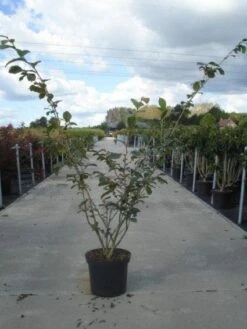 Toverhazelaar (Hamamelis Intermedia 'Jelena') 7 Toverhazelaar (Hamamelis Intermedia 'Jelena') -Aanbiedingen Groene Hekken Winkel 20130214114339 14 7 7