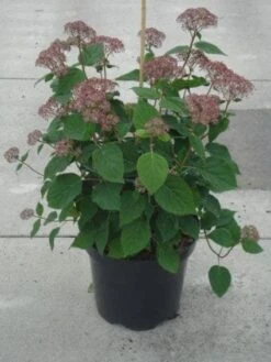 Hortensia (Hydrangea 'Pink Annabelle') -Aanbiedingen Groene Hekken Winkel 20130214115155 1 1