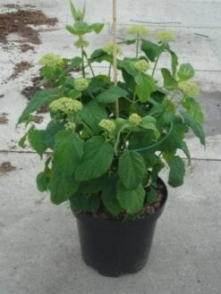 Hortensia (Hydrangea 'Strong Annabelle') -Aanbiedingen Groene Hekken Winkel 20130214115328 1