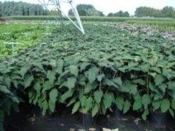 Fluweelhortensia (Hydrangea Aspera 'Macrophylla') -Aanbiedingen Groene Hekken Winkel 20130214115506 6