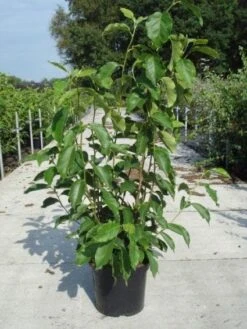 Beverboom (Magnolia Soulangeana) -Aanbiedingen Groene Hekken Winkel 20130214140530 10 2