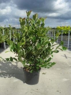 Stermagnolia (Magnolia Stellata) -Aanbiedingen Groene Hekken Winkel 20130214142333 13