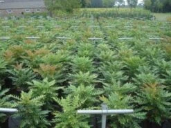 Mahoniestruik (Mahonia Media 'Winter Sun') 12 Mahoniestruik (Mahonia Media 'Winter Sun') -Aanbiedingen Groene Hekken Winkel 20130214142529 11