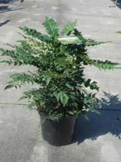 Mahoniestruik (Mahonia Media 'Winter Sun') 16 Mahoniestruik (Mahonia Media 'Winter Sun') -Aanbiedingen Groene Hekken Winkel 20130214142545 11