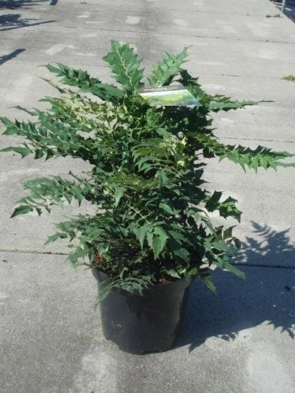 Mahoniestruik (Mahonia Media 'Winter Sun') 9 Mahoniestruik (Mahonia Media 'Winter Sun') - Afbeelding 7