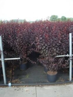 Rode Kerspruim Als Struik (Prunus Cerasifera 'Nigra') -Aanbiedingen Groene Hekken Winkel 20130214152249 8