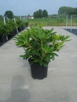 Rhododendron (Rhododendron Catawbiense 'Grandiflorum') 20 Rhododendron (Rhododendron Catawbiense 'Grandiflorum') -Aanbiedingen Groene Hekken Winkel 20130214153505 13 1