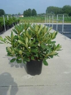 Rhododendron (Rhododendron 'Nova Zembla') -Aanbiedingen Groene Hekken Winkel 20130214153726 7