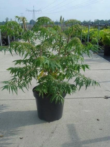 Fluweelboom, Struik (Rhus Typhina 'Dissecta' (Laciniata)) 4 Fluweelboom, Struik (Rhus Typhina 'Dissecta' (Laciniata)) - Afbeelding 2