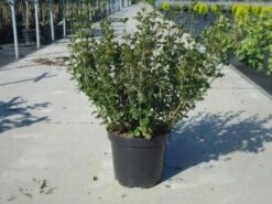 Dwerg Sering (Syringa Meyeri 'Palibin') -Aanbiedingen Groene Hekken Winkel 20130214162629 6 1