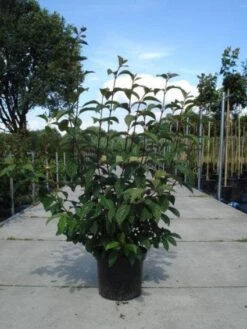 Sneeuwbal (Viburnum Bodnantense 'Dawn') -Aanbiedingen Groene Hekken Winkel 20130215094907 35 7