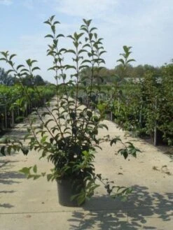 Sneeuwbal (Viburnum Bodnantense 'Charles Lamont') -Aanbiedingen Groene Hekken Winkel 20130215095158 4