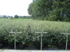 Sneeuwbal (Viburnum Burkwoodii) -Aanbiedingen Groene Hekken Winkel 20130215095325 14