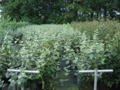 Sneeuwbal (Viburnum Carlcephalum) -Aanbiedingen Groene Hekken Winkel 20130215095422 11