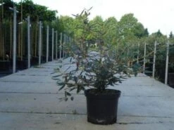 Sneeuwbal (Viburnum Bodnantense 'Dawn') -Aanbiedingen Groene Hekken Winkel 20130215100739 1