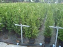 Reuzenlevensboom (Thuja Plicata 'Excelsa') 15 Reuzenlevensboom (Thuja Plicata 'Excelsa') -Aanbiedingen Groene Hekken Winkel 20130215102918 9 1