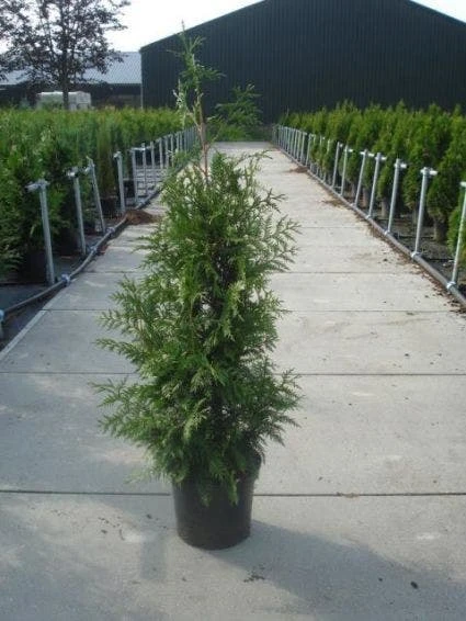 Reuzenlevensboom (Thuja Plicata 'Excelsa') 8 Reuzenlevensboom (Thuja Plicata 'Excelsa') - Afbeelding 6