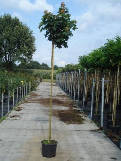 Bolesdoorn (Acer Platanoides 'Globosum') 4 Bolesdoorn (Acer Platanoides 'Globosum') - Afbeelding 2