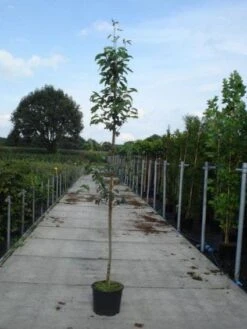 Krentenboom (Amelanchier Arborea 'Robin Hill') -Aanbiedingen Groene Hekken Winkel 20130215113904 10