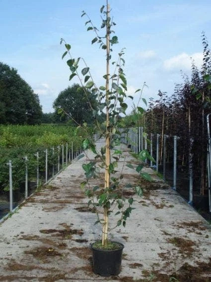Witte Berk (Betula Utilis 'Doorenbos') 6 Witte Berk (Betula Utilis 'Doorenbos') - Afbeelding 4