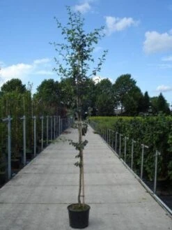 Rode Meidoorn (Crataegus Laevigata 'Paul's Scarlet') -Aanbiedingen Groene Hekken Winkel 20130215114625 14 1