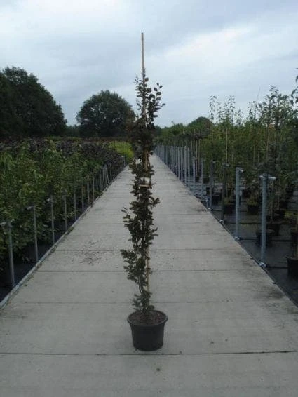 Rode Zuilbeuk (Fagus Sylvatica 'Dawyck Purple') 3 Rode Zuilbeuk (Fagus Sylvatica 'Dawyck Purple')