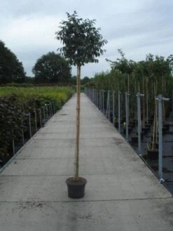 Pluim Es (Fraxinus Ornus 'Meczek') -Aanbiedingen Groene Hekken Winkel 20130215114801 10