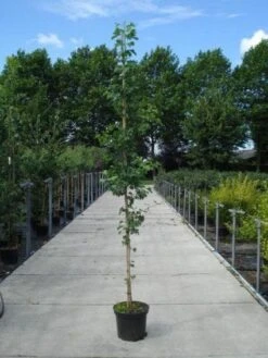 Japanse Notenboom (Ginkgo Biloba) 24 Japanse Notenboom (Ginkgo Biloba) -Aanbiedingen Groene Hekken Winkel 20130215114856 10