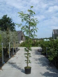 Geelbladige Christusdoorn (Gleditsia Triacanthos 'Sunburst') 24 Geelbladige Christusdoorn (Gleditsia Triacanthos 'Sunburst') -Aanbiedingen Groene Hekken Winkel 20130215114936 13