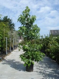 Amberboom Als Struik (Liquidambar Styraciflua) -Aanbiedingen Groene Hekken Winkel 20130215115312 7