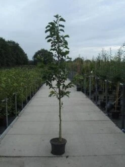 Beverboom (Magnolia Kobus) -Aanbiedingen Groene Hekken Winkel 20130215115339 7 1