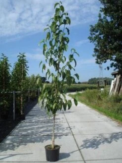 Beverboom (Magnolia Kobus) -Aanbiedingen Groene Hekken Winkel 20130215115408 19 1