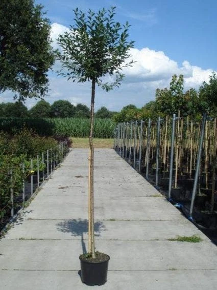 Bolprunus (Prunus Eminens 'Umbraculifera') 4 Bolprunus (Prunus Eminens 'Umbraculifera') - Afbeelding 2