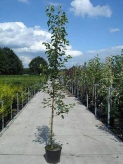 Chinese Sierpeer (Pyrus Calleryana 'Chanticleer') 16 Chinese Sierpeer (Pyrus Calleryana 'Chanticleer') -Aanbiedingen Groene Hekken Winkel 20130215115633 19