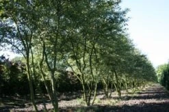 Krentenboom Als Struik (Amelanchier Lamarckii) -Aanbiedingen Groene Hekken Winkel 20130315104532 13 2