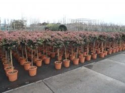 Sneeuwbal Op Stam (Viburnum Tinus 'Eve Price') -Aanbiedingen Groene Hekken Winkel 20130316135155 4