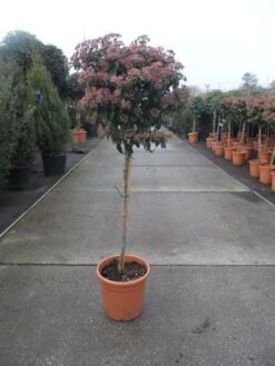 Sneeuwbal Op Stam (Viburnum Tinus 'Eve Price') 17 Sneeuwbal Op Stam (Viburnum Tinus 'Eve Price') -Aanbiedingen Groene Hekken Winkel 20130316135206 4 1