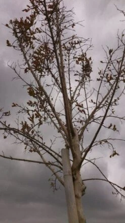Roze Lagerstroemia Als Boom (Lagerstroemia Indica) -Aanbiedingen Groene Hekken Winkel 20130522141211 8