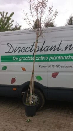 Roze Lagerstroemia Als Boom (Lagerstroemia Indica) -Aanbiedingen Groene Hekken Winkel 20130522141225 8