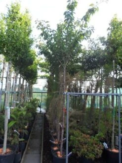 Japanse Sierkers (Prunus Serrulata 'Kanzan') -Aanbiedingen Groene Hekken Winkel 20130703100803 16 1